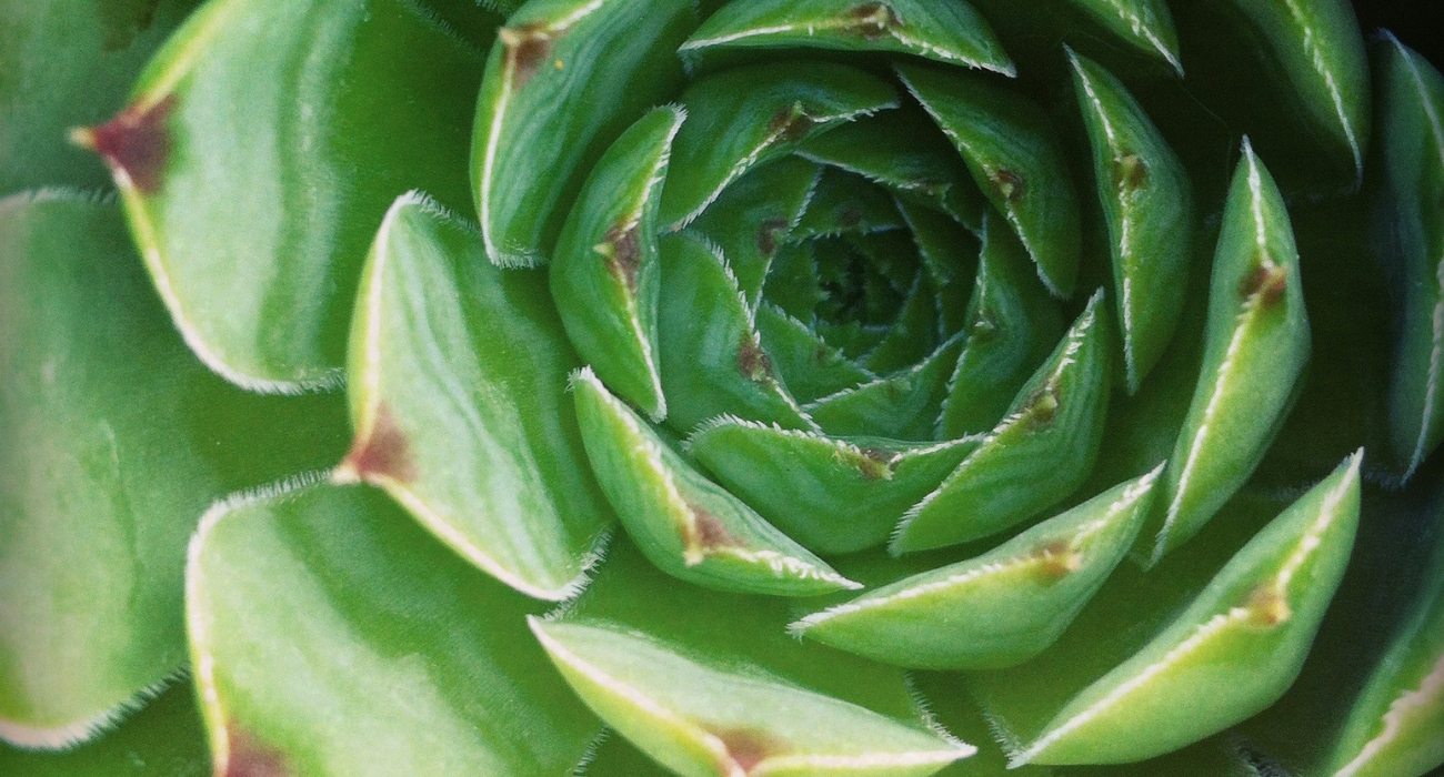 Cabecera Green Hr Solutions
